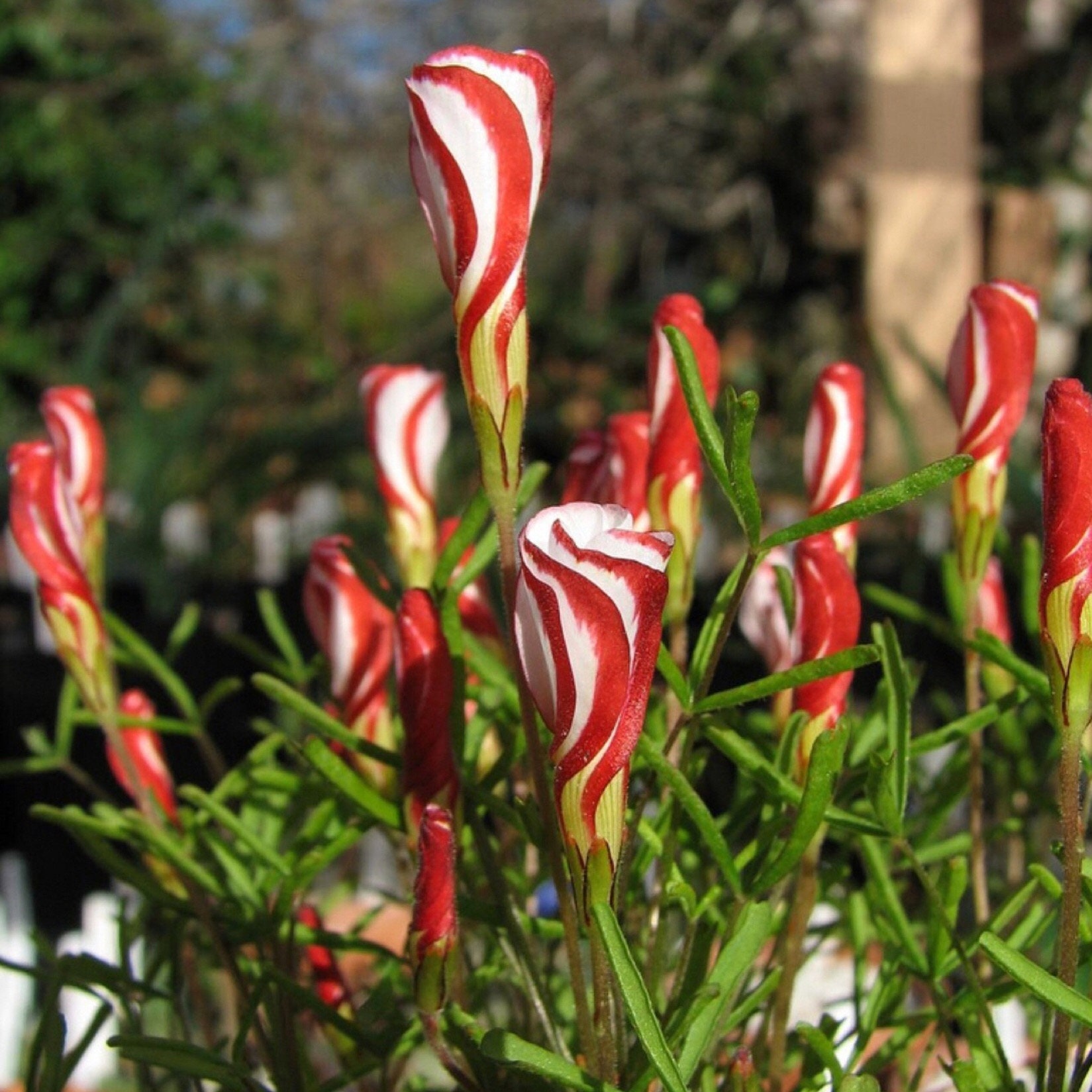 50 Candy Cane Sorrel Oxalis Versicolor Seeds Garden Flower Etsy Australia