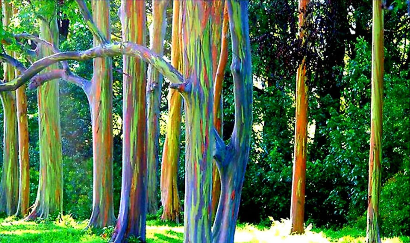 50Pcs Eucalyptus deglupta Rainbow Eucalyptus Fresh Harvest Big Etsy
