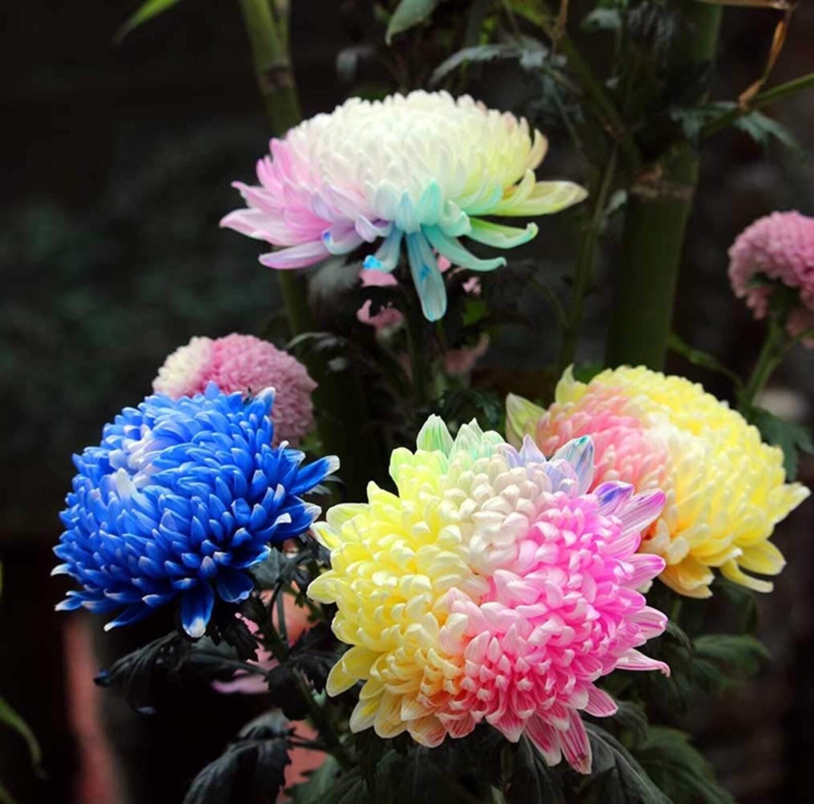 100 Hybrid Rainbow Chrysanthemum Seeds Rainbow Colour Annual Etsy