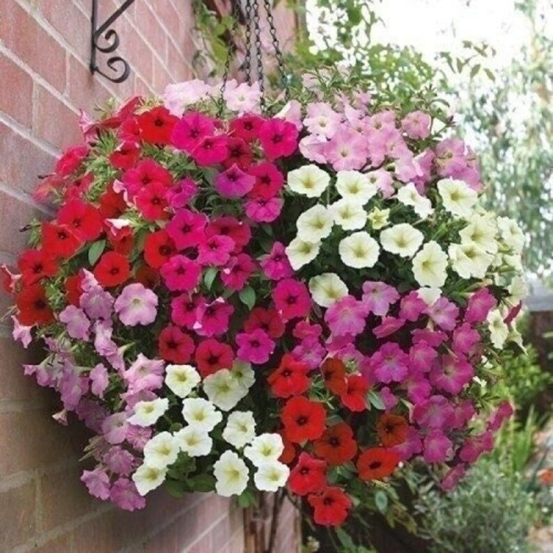 1000 Mix Trailing Petunia Flower Seeds Balcony Petunia Etsy