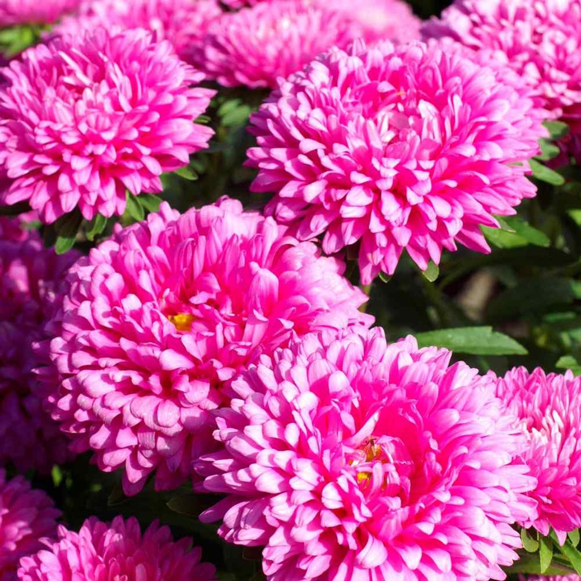 Aster Princely Mix Callistephus chinensis-Annual Flower-1000 | Etsy