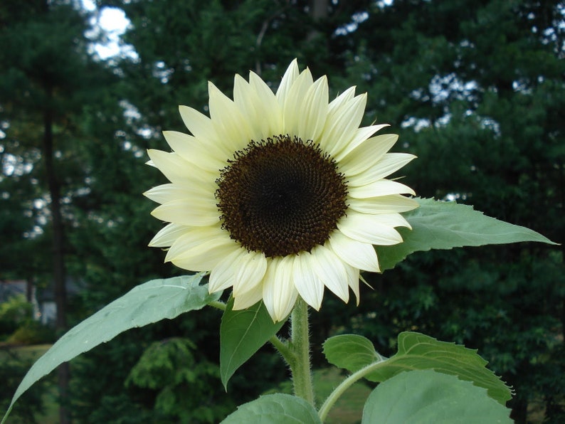 10 White Sunflower Seeds Sunflower White Color Flower | Etsy