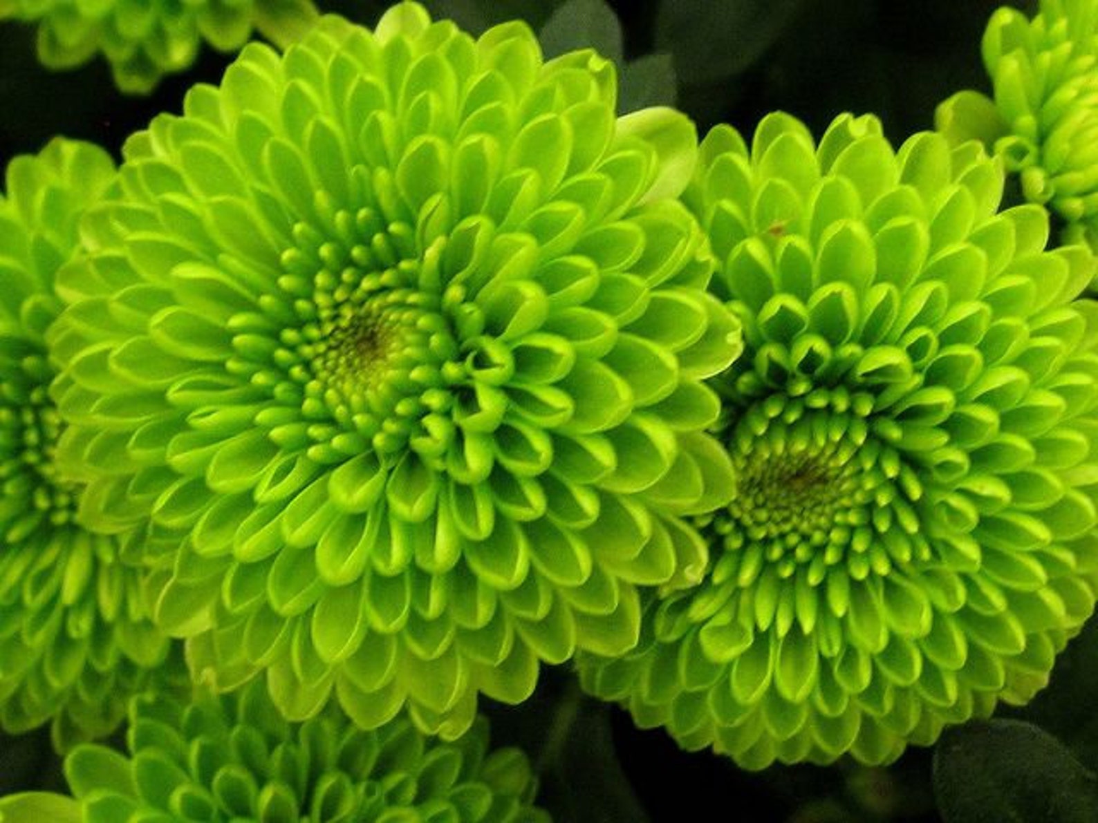 100 Green Chrysanthemum Flower Seeds Rare Chrysanthemum Flower Etsy UK