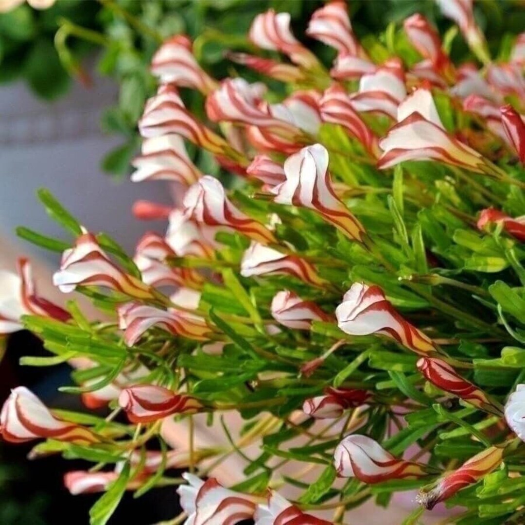 50 Candy Cane Sorrel Oxalis Versicolor Seeds Garden Flower Etsy Canada