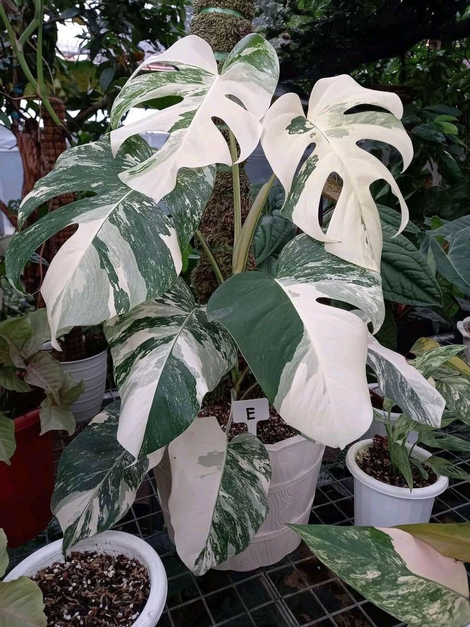 25 Monstera Deliciosa Albo Samen Monstera Weißer Tiger Etsy.de