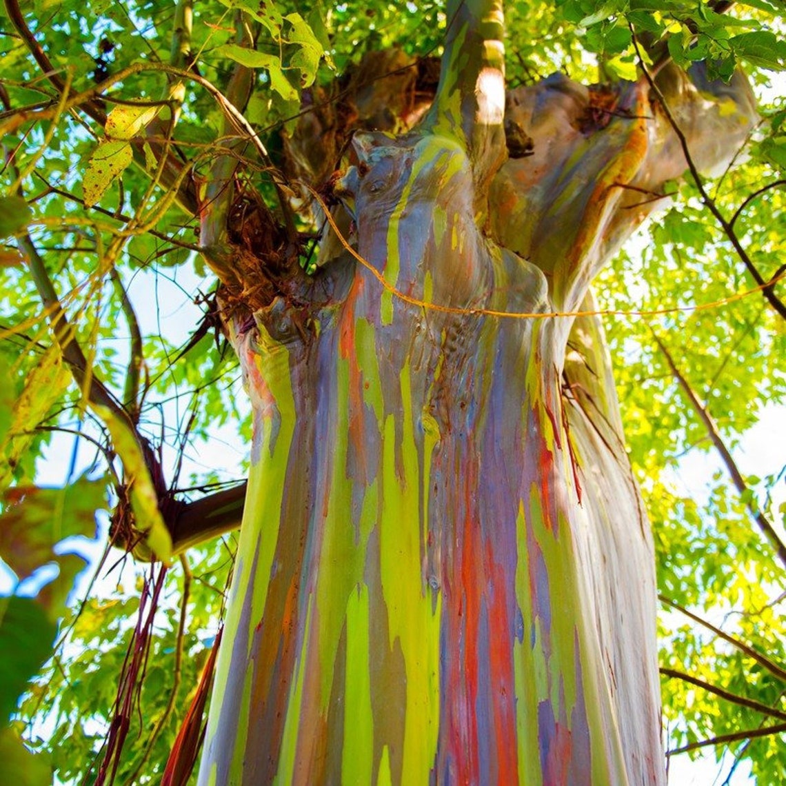 50Pcs Eucalyptus deglupta Rainbow Eucalyptus Fresh Harvest Big Etsy