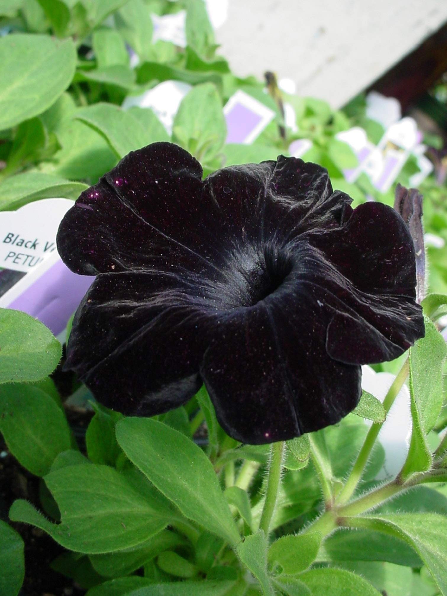 10 Flower Seeds Black Petunia Flower Hanging Basket - Etsy