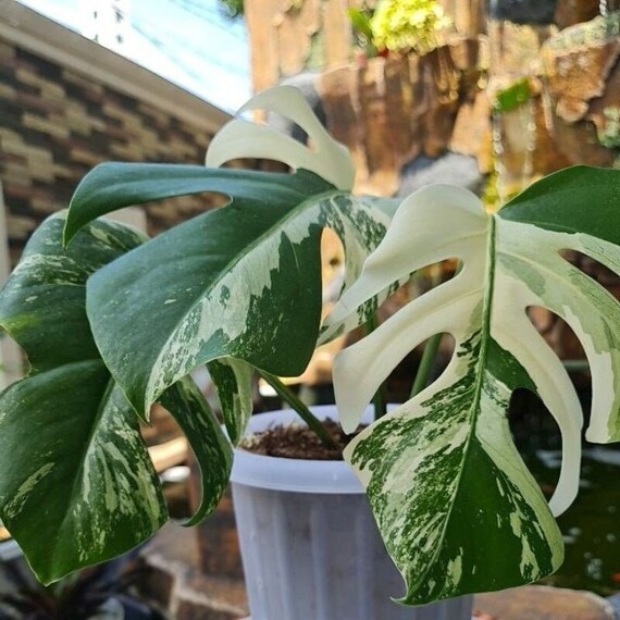 40 Monstera Deliciosa Albo Variegated Seeds Monstera White - Etsy