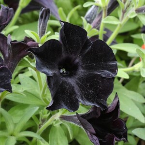 Black Petunia Seeds Petunia 20 Seeds Rare Flowers Home - Etsy