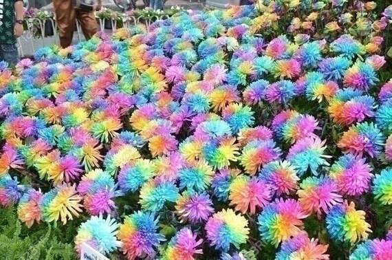 500 graines de fleurs Fleur de chrysanthème arc-en-ciel Graines de