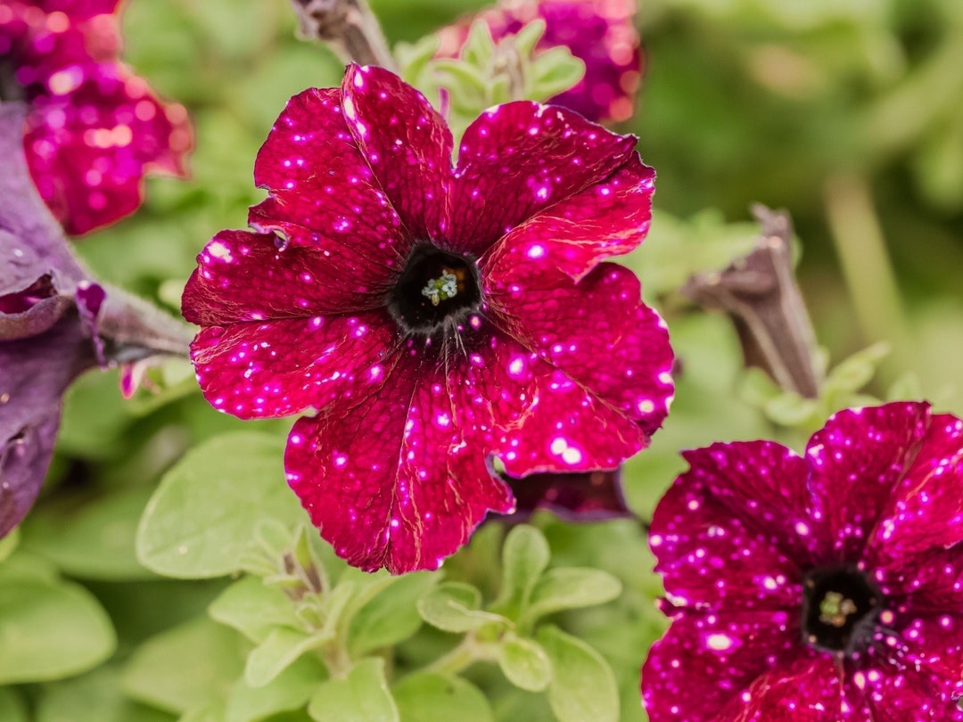 Galaxy Petunia Seeds Night Sky Petunia Red 50 Seeds Etsy