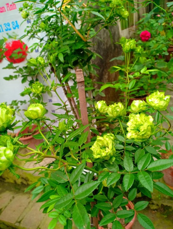 20 Rare Seed Bright Green Rose Seeds Flower For Planting Bush Green