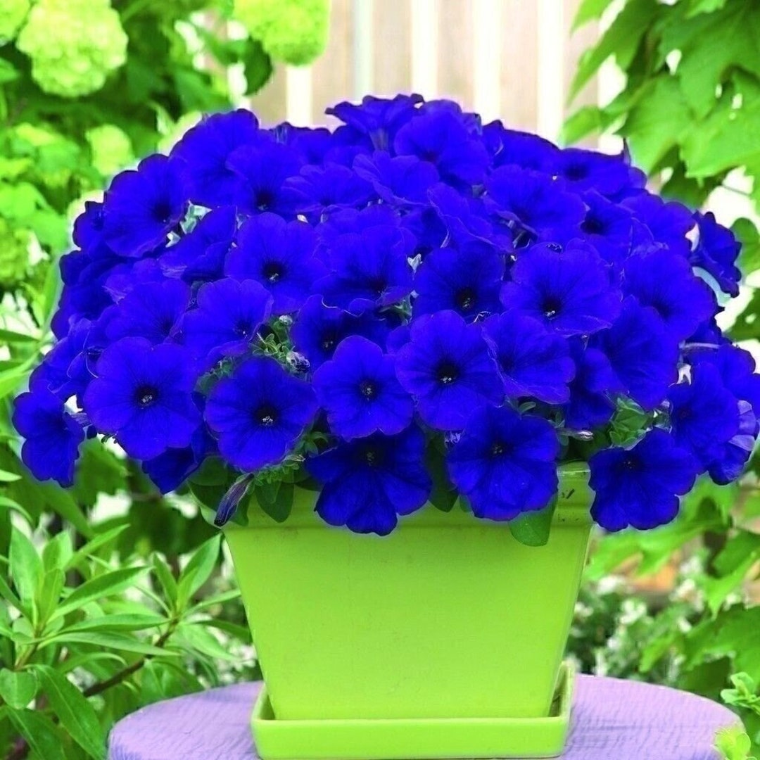 Blue Petunia Seeds Petunia 100 Seeds Flower Seeds Easy Etsy Israel