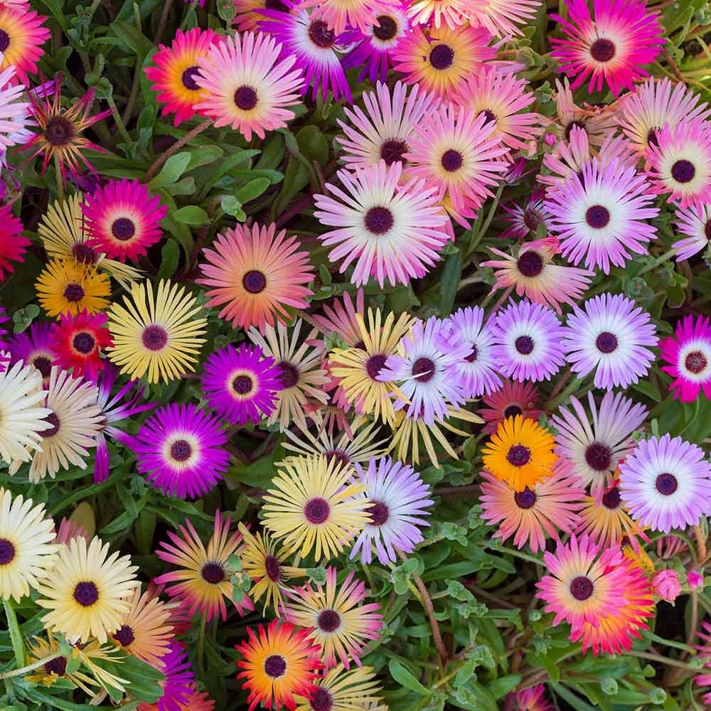 1700 Livingstone Daisy Mesembryanthemum Mix Etsy