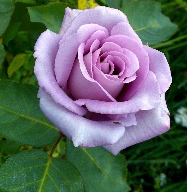 ТОП-5 самых красивых роз