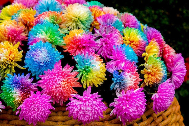 1000 Hybrid Rainbow Chrysanthemum Flower Seeds Garden Plant Etsy