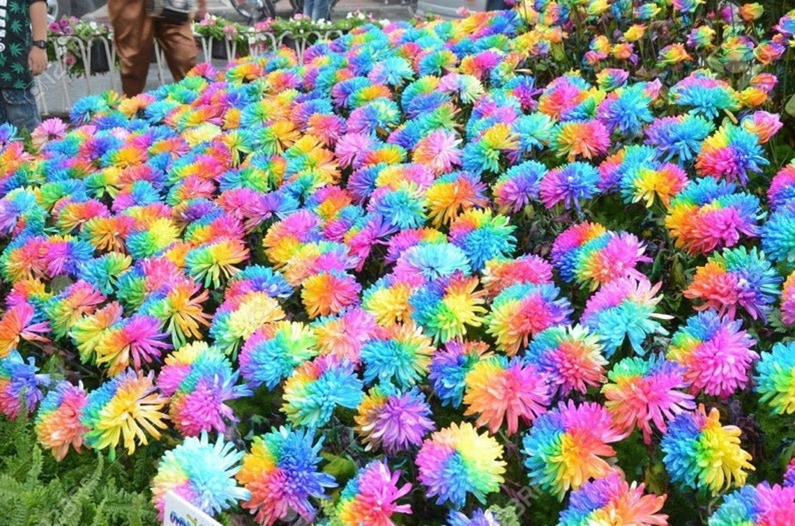 500 Hybrid Rainbow Chrysanthemum Seeds Bonsai Plant Perennial Etsy