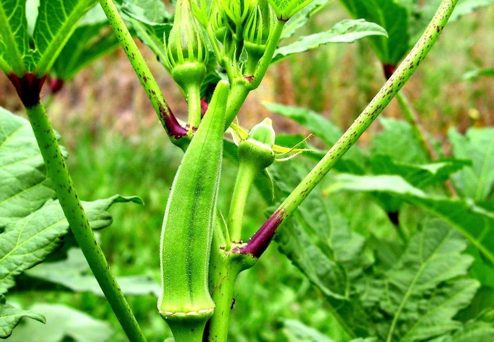 50 Okra Clemson Spineless Seeds Vegetable Plant Summer Grow Etsy