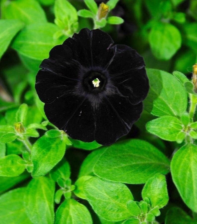 10 Black Petunia Flower Seeds  Containers Hanging Baskets image 1