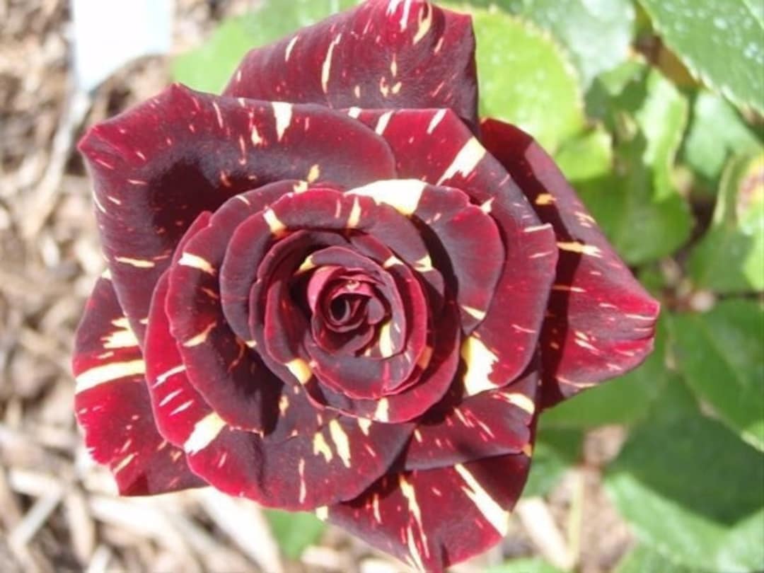 10 Black Dragon Rose Seeds Rare Perennial Flower Bloomsrose Etsy Canada