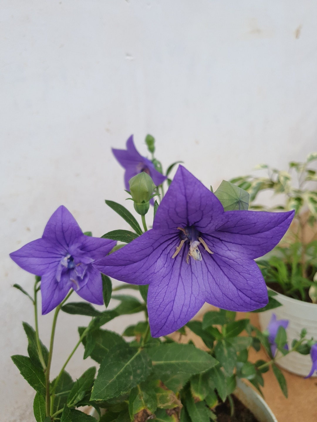12+ White Balloon Flower