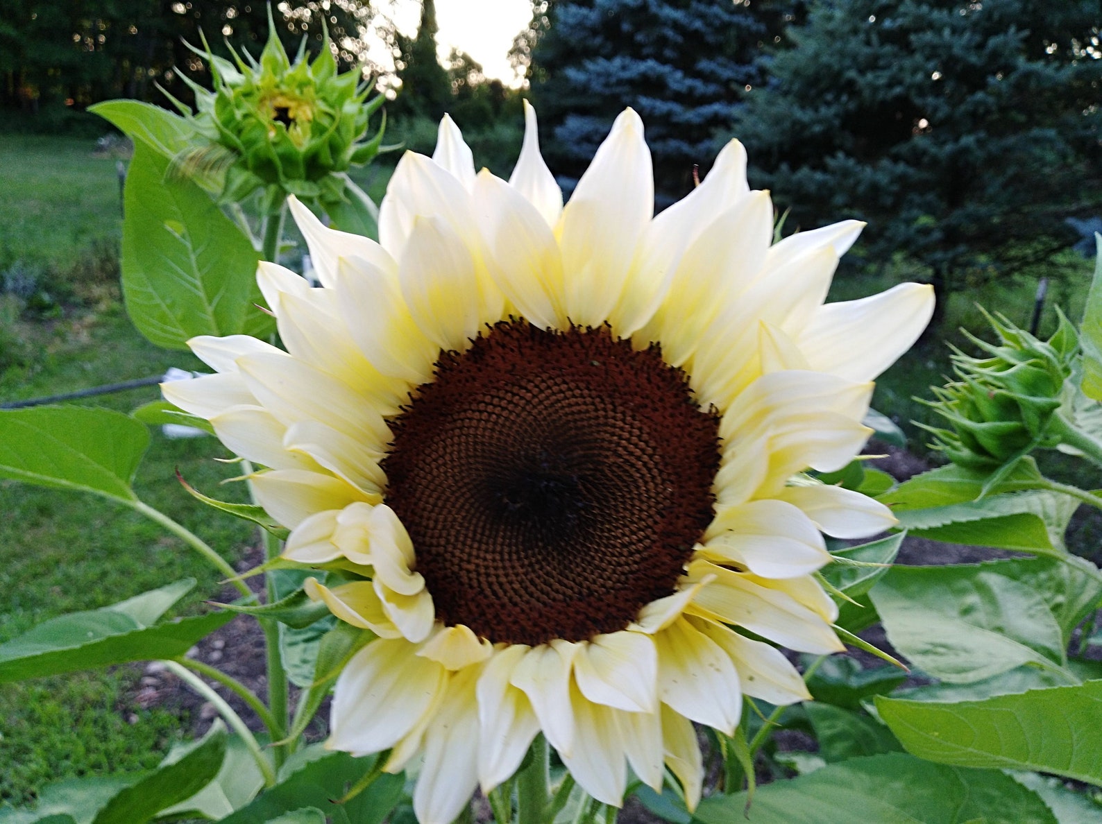 100Pcs Italian White Sunflower Helianthus Debilis Rare | Etsy