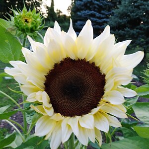 10 White Sunflower Seeds Sunflower White Color Flower | Etsy