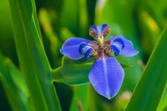 10 Iris Orchid Flower Seeds Planta de Flor de Orquídea Azul - Etsy México