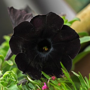 10 Flower Seeds Black Petunia Flower Hanging Basket Flowers Perennial ...