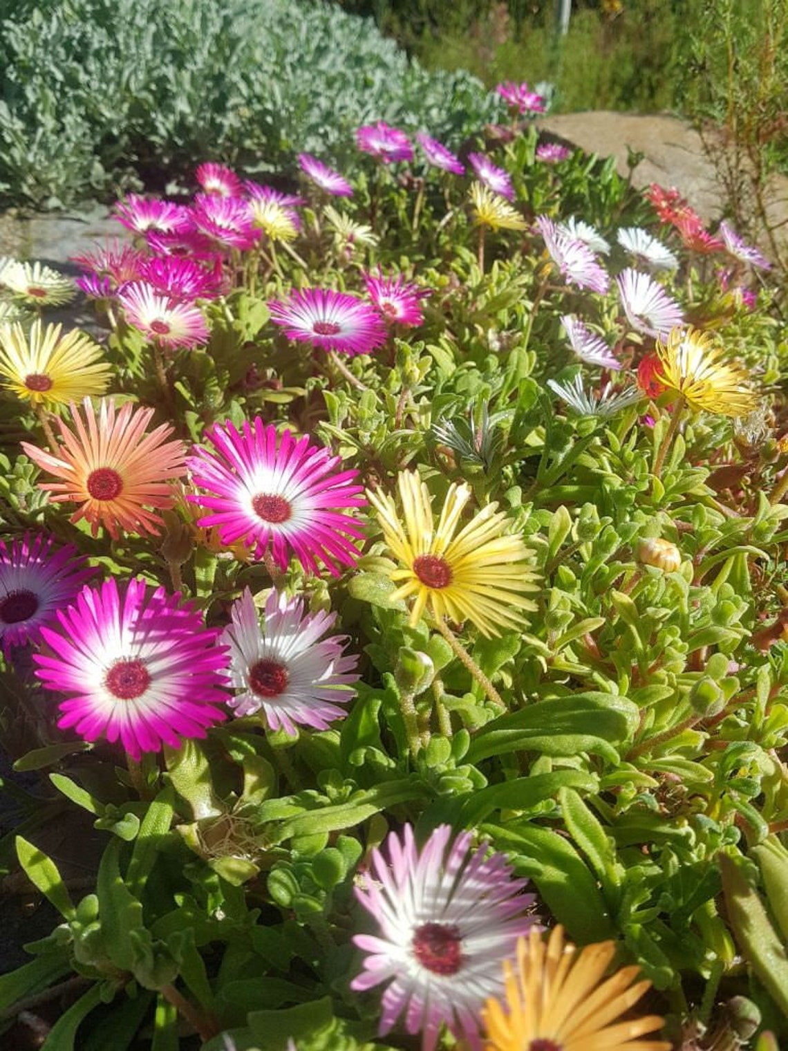 1700 Livingstone Daisy Flower Seeds Mesembryanthemum Mix Etsy UK