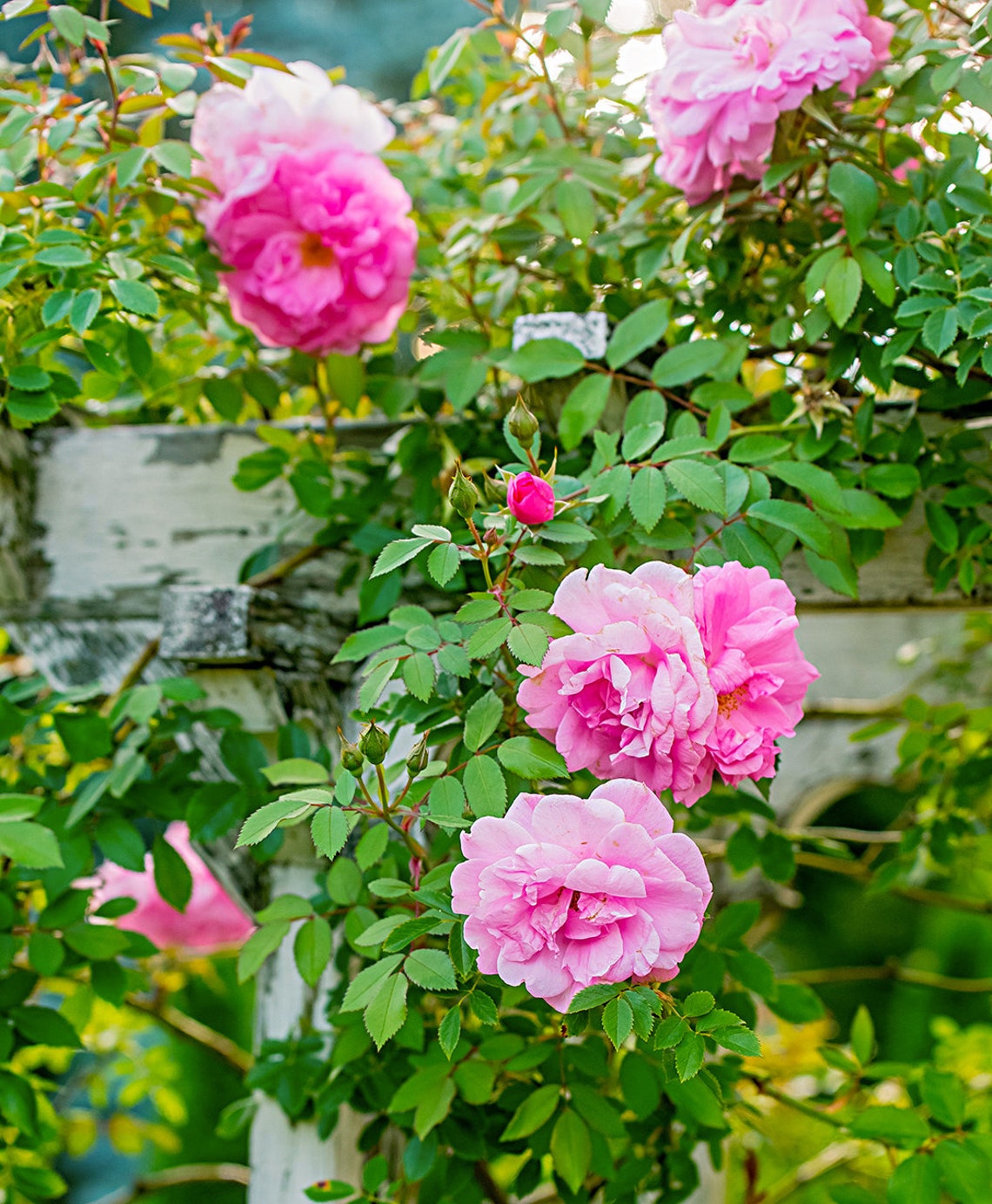 10Pcs Climbing Rose Flower SeedsGarden Etsy