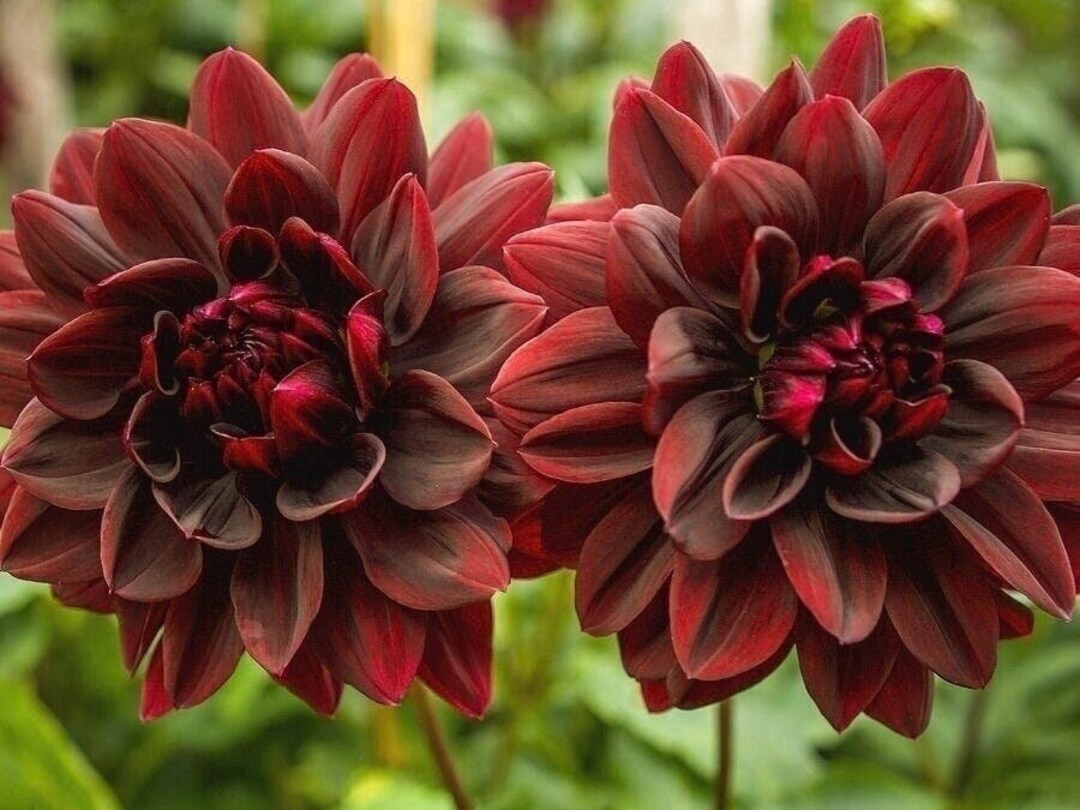 50 Dark Red Dahlia Flower Seeds Rare Perennial Plant - Etsy Australia