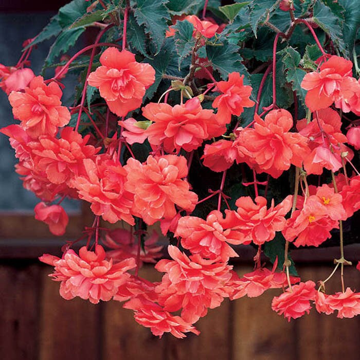 100pcs Begonia Double Salmon Pink Begonia Tuberosa Hanging Etsy