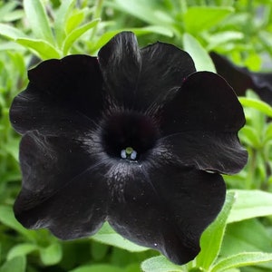 Black Petunia Seeds Petunia 20 Seeds Rare Flowers Home Garden Gardening ...
