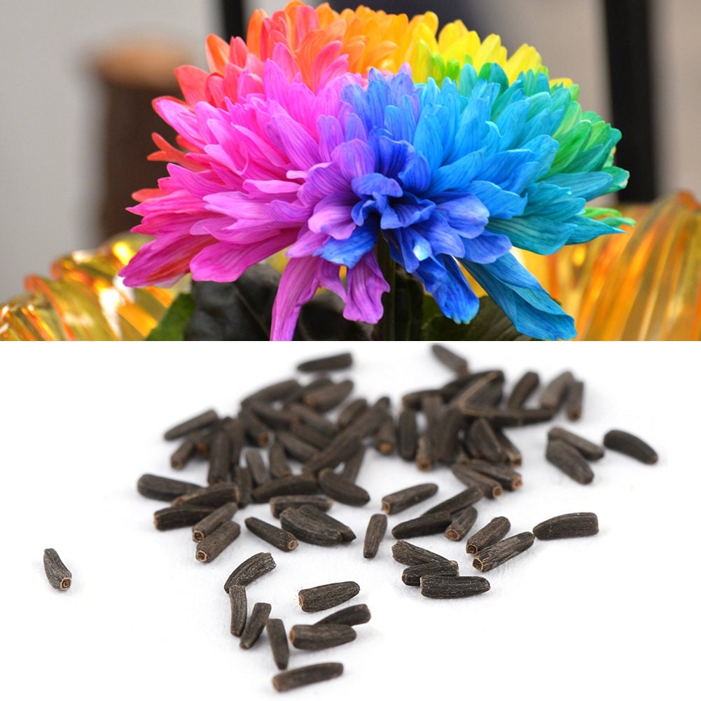 1000 Hybrid Rainbow Chrysanthemum Flower Seeds Garden Plant Etsy