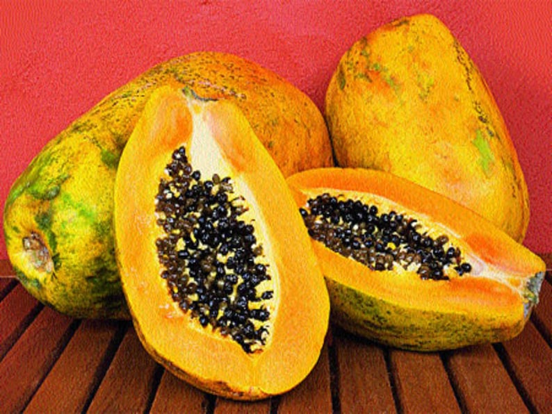 Premium Papaya Seed'sDwarf Waimanalo Papayatropical Etsy