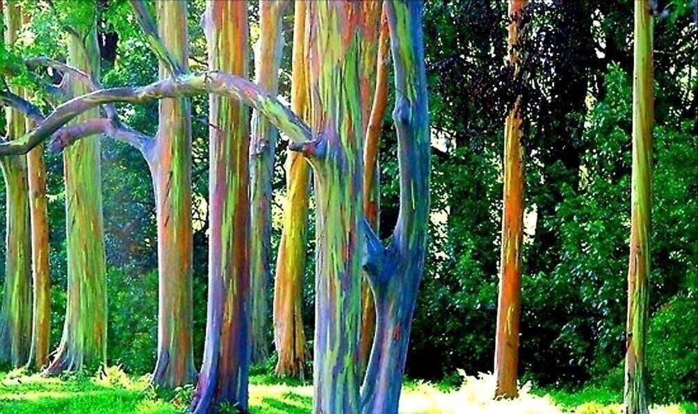 Rainbow Eucalyptus Deglupta graines Multi-un écorce Coloré Tropical Bonsai RARE