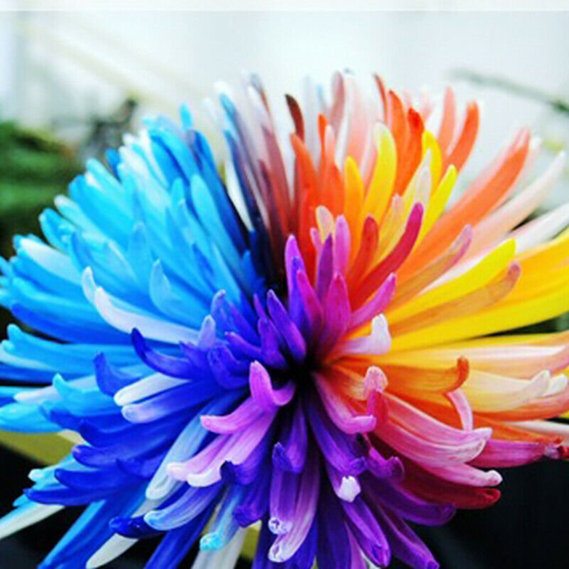 1000 Hybrid Rainbow Chrysanthemum Flower Seeds Garden Plant Etsy