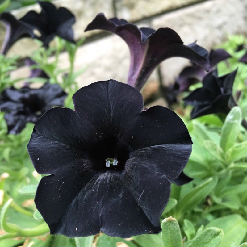 USA SELLER 150 Black Petunia Seeds Containers Hanging Baskets Flowers Annual 964