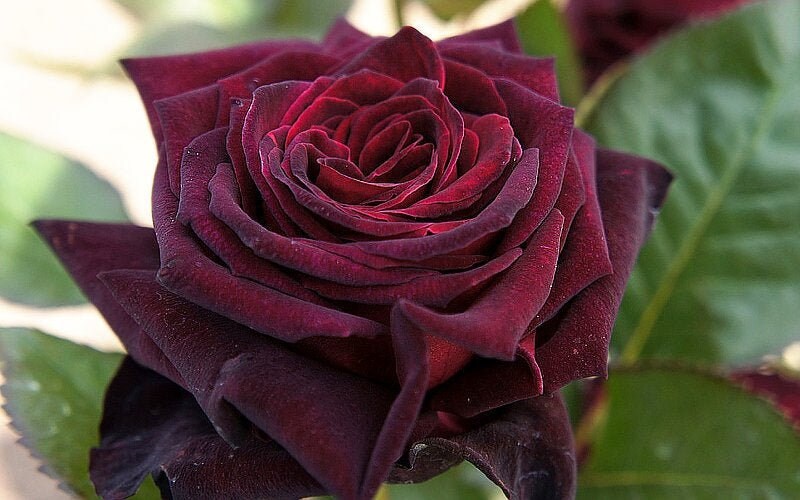 10Pcs True Black Magic Rose Bush Seeds For Home Etsy