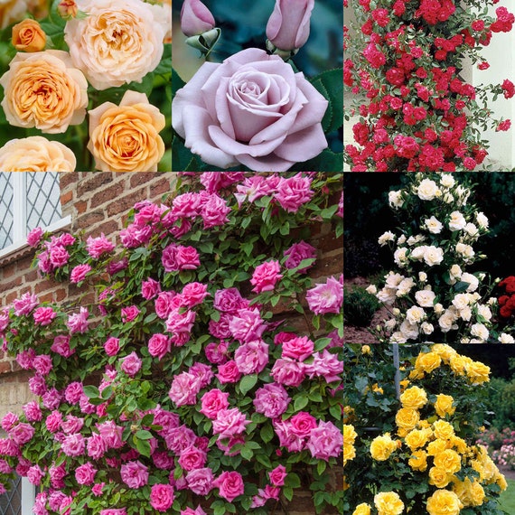100Pcs Seeds Climbing Rose Flowers Rare Rosa Beautiful Colors in Home Garden 
