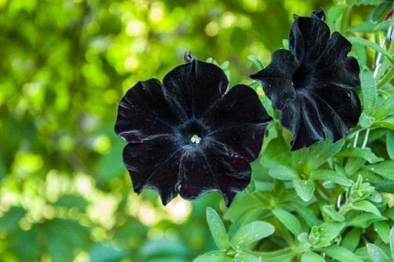 100 Black Petunia Flower Seeds Containers Hanging Baskets - Etsy Canada