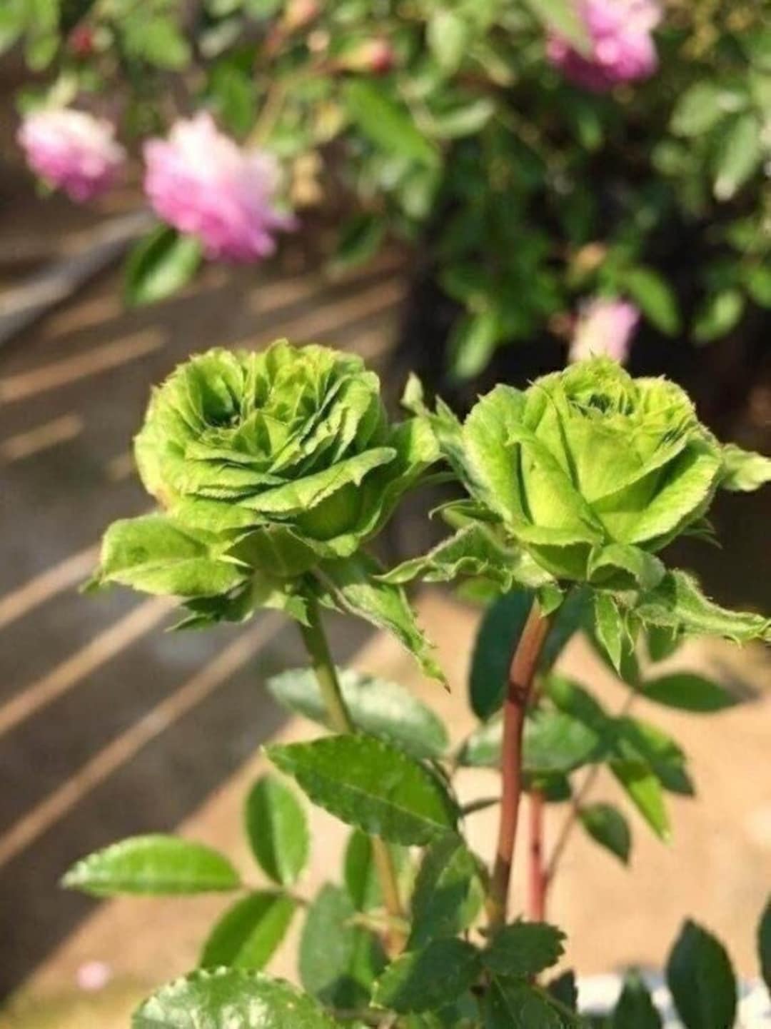 Buy Green Rose Seeds Rose Flower 100 Seeds Rose Plant Home Online ...