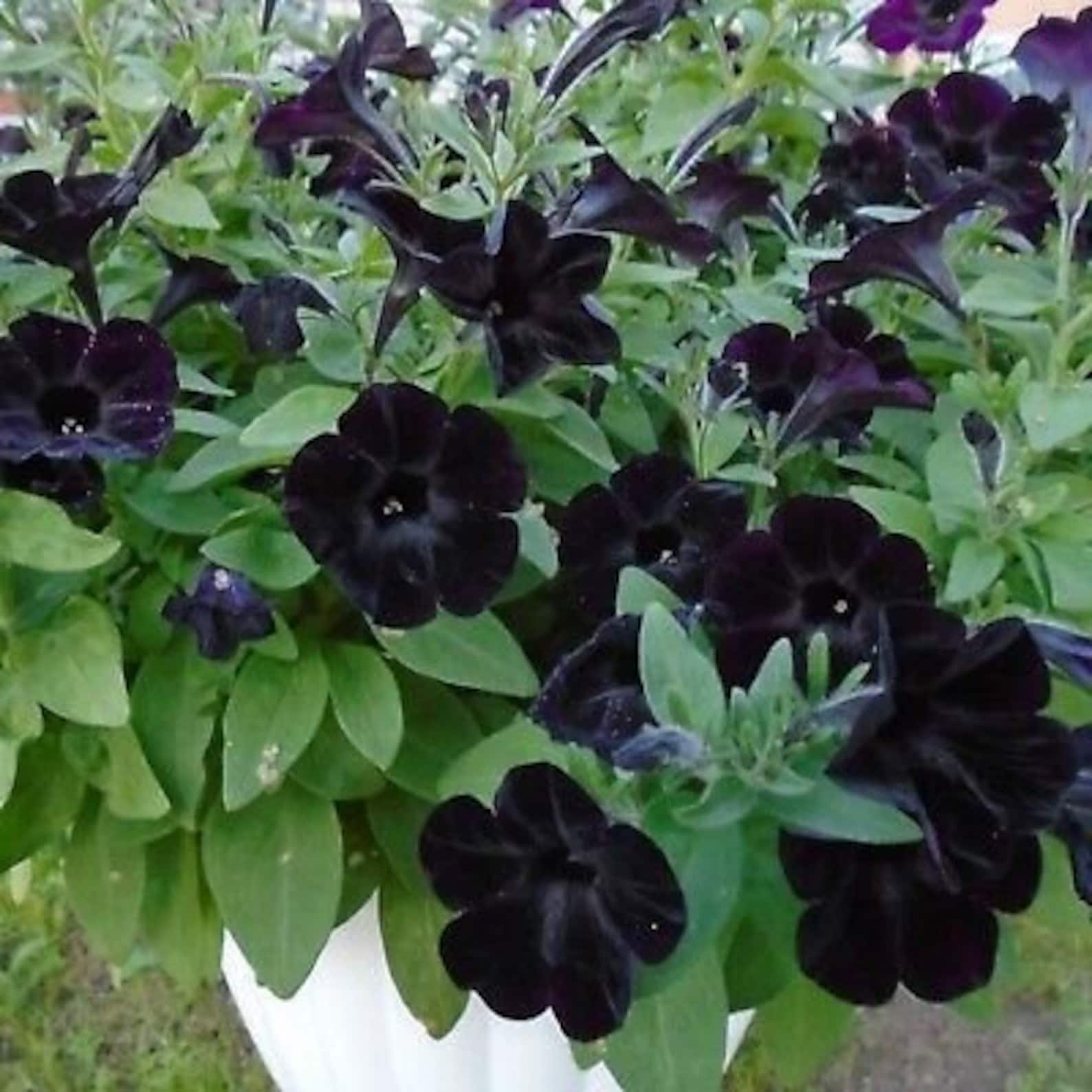 100 Black Petunia Flower Seeds Containers Hanging Baskets - Etsy Canada