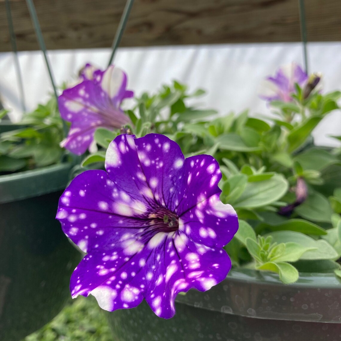 Galaxy Petunia Seeds Night Sky Petunia Purple 50 Seeds Etsy Australia