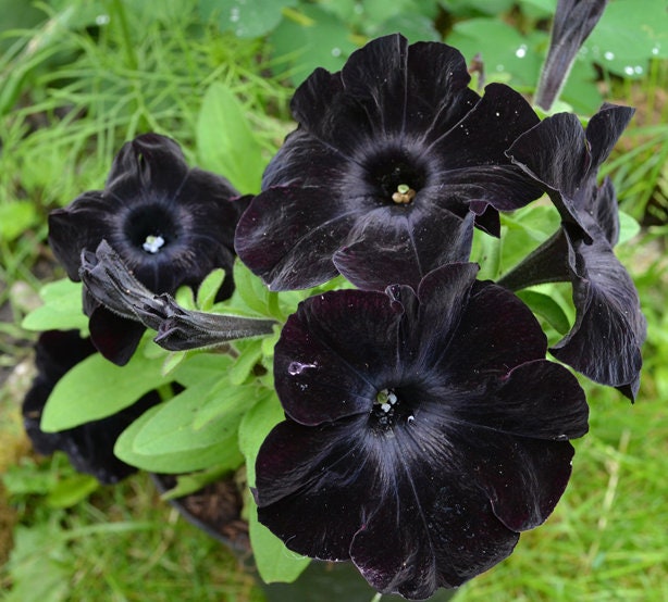 50 Black Petunia Seeds Containers Hanging Baskets Flowers Annual Seed Bloom 964 
