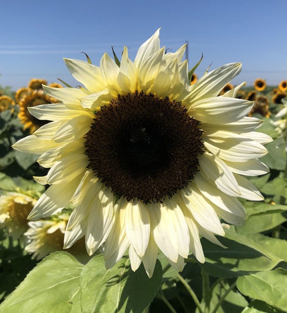 Colfiorito - Semi di Girasole