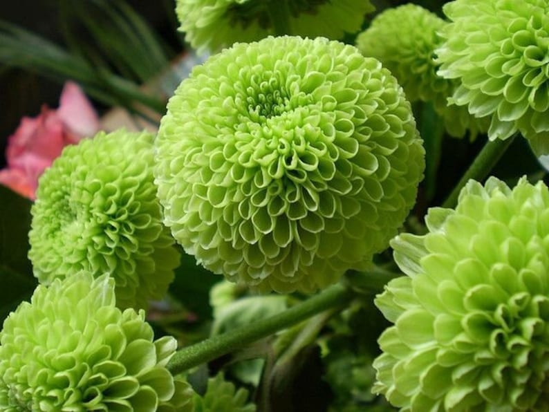 500 Green Chrysenthemum Flower Seeds Home Garden Rare