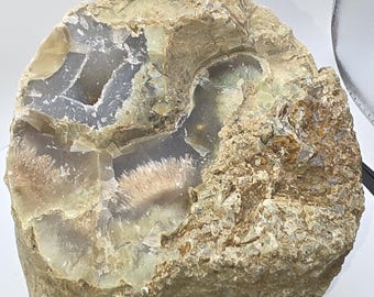 Wyoming Limb Cast Petrified Wood, fossil, Botryoidal, Fluorescent, Chalcedony,  Agate,  Calcite, Opal