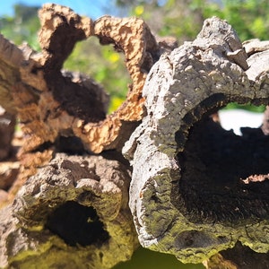 Pode incluir: Uma coleção de pedaços de casca de cortiça natural de vários tamanhos e formas. A casca tem uma superfície áspera e texturizada e apresenta vários buracos e aberturas.